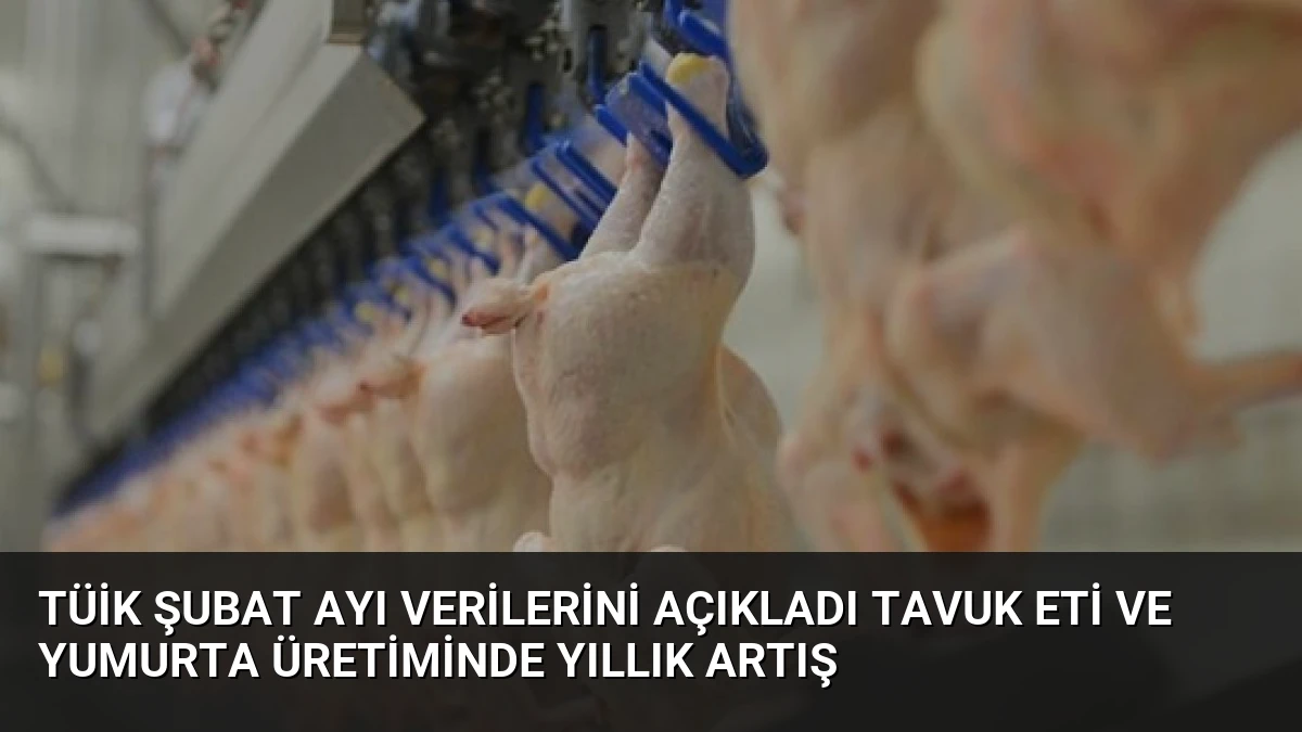 TÜİK Şubat Ayı Verilerini Açıkladı Tavuk Eti ve Yumurta Üretiminde Yıllık Artış