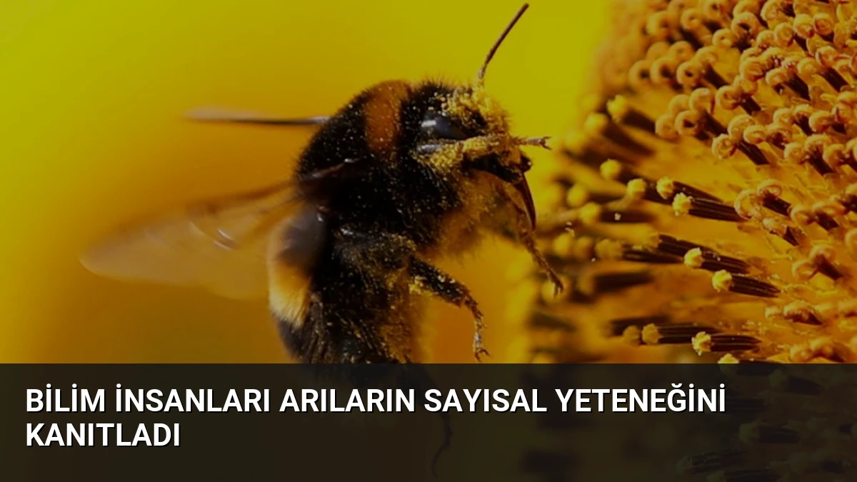 Bilim İnsanları Arıların Sayısal Yeteneğini Kanıtladı