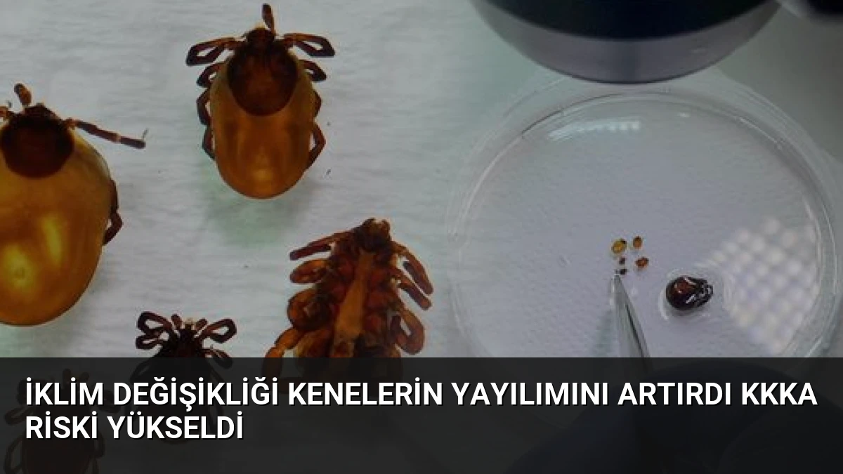 İklim Değişikliği Kenelerin Yayılımını Artırdı KKKA Riski Yükseldi