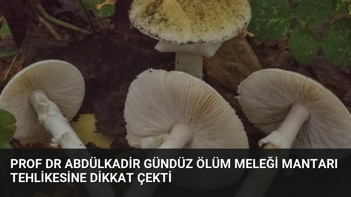 Prof Dr Abdülkadir Gündüz Ölüm Meleği Mantarı Tehlikesine Dikkat Çekti