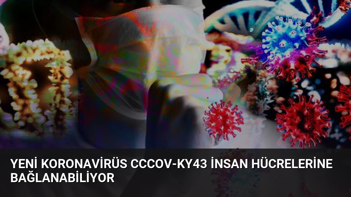 Yeni Koronavirüs CcCoV-KY43 İnsan Hücrelerine Bağlanabiliyor
