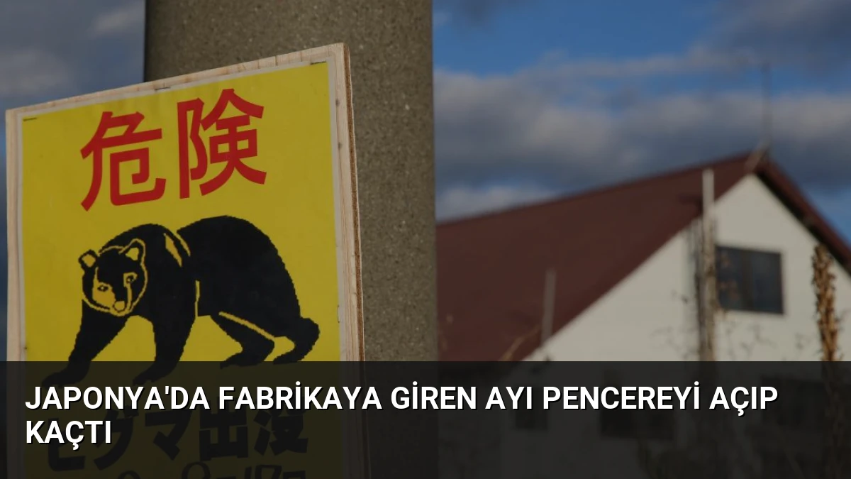Japonya’da Fabrikaya Giren Ayı Pencereyi Açıp Kaçtı