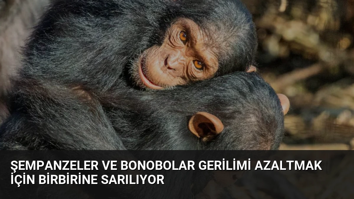 Şempanzeler ve Bonobolar Gerilimi Azaltmak İçin Birbirine Sarılıyor
