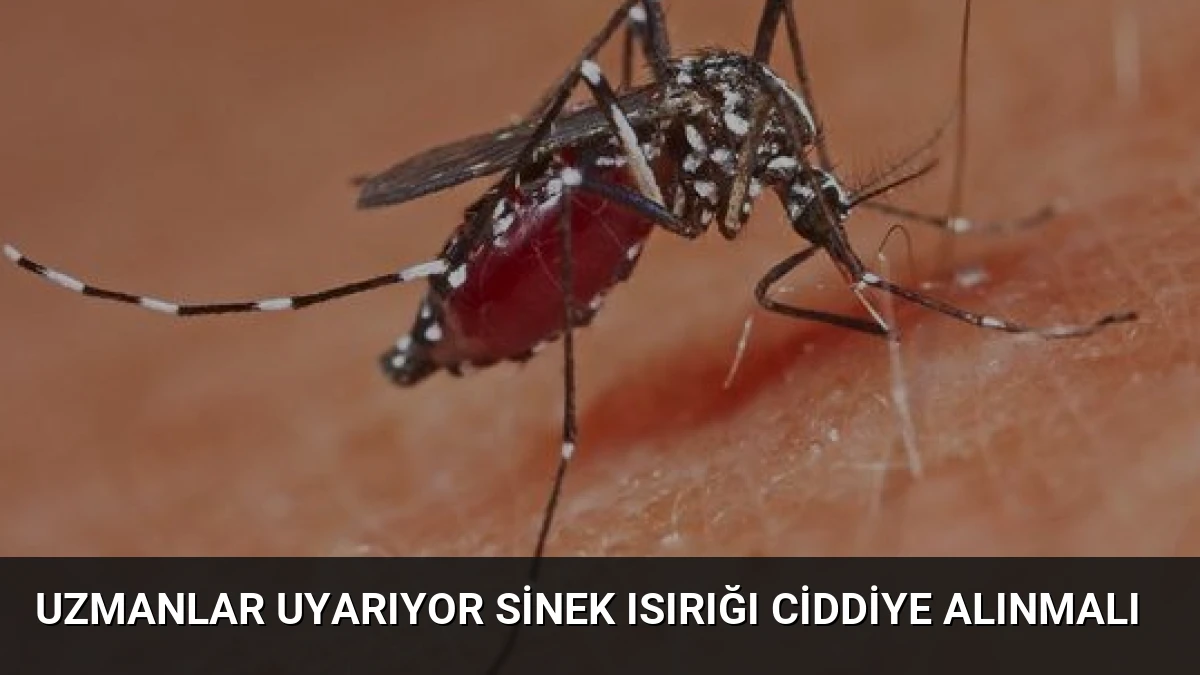 Uzmanlar Uyarıyor Sinek Isırığı Ciddiye Alınmalı